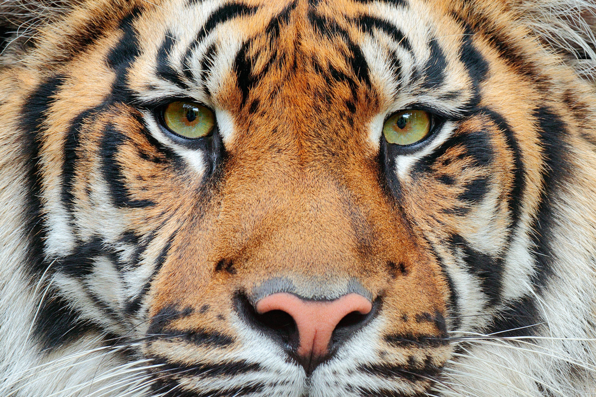This is a tiger portrait. This menacing tiger have great orange eyes. stock  photo