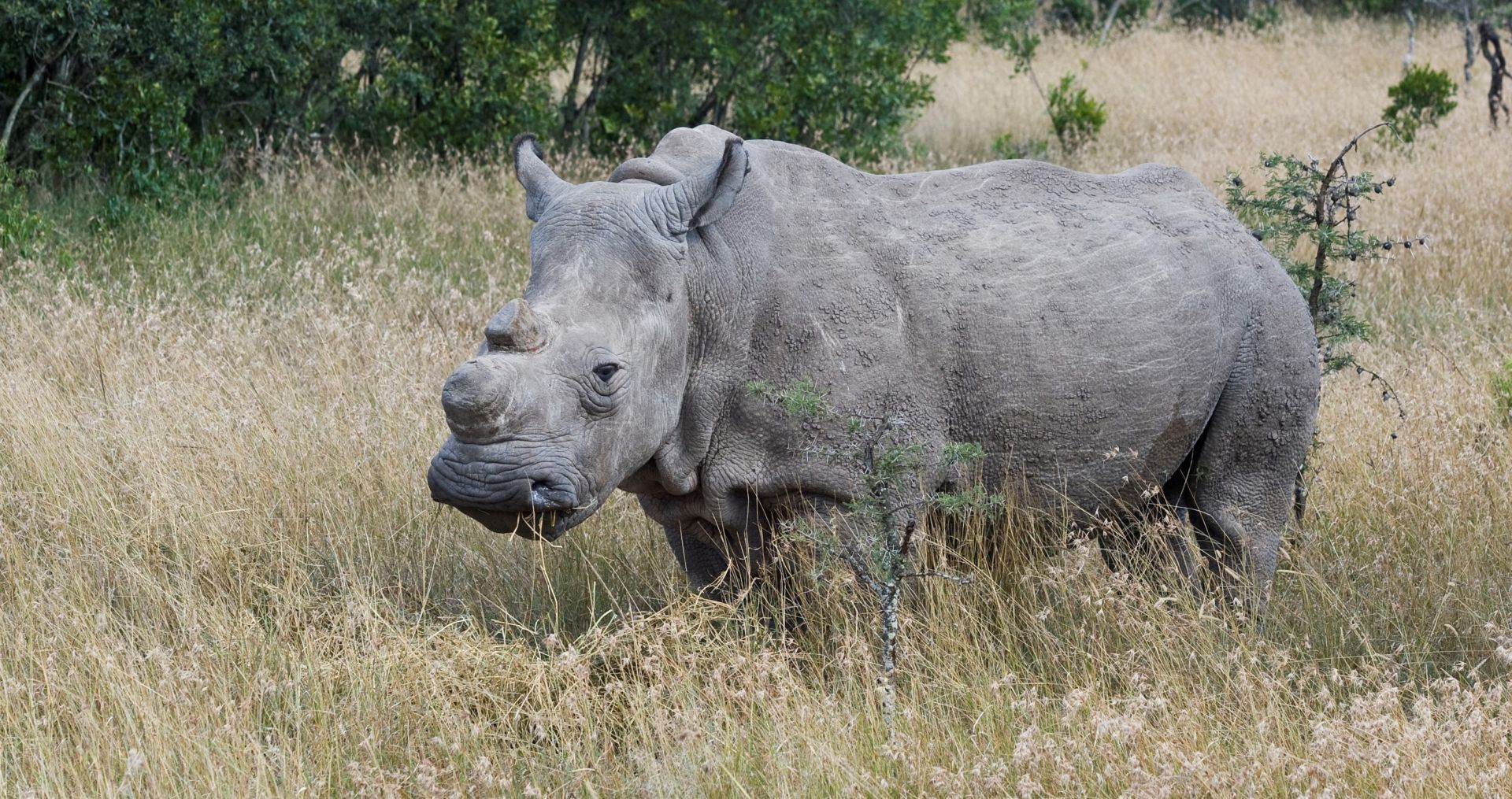 SAVING THE RHINO WITH FAKE RHINO HORN