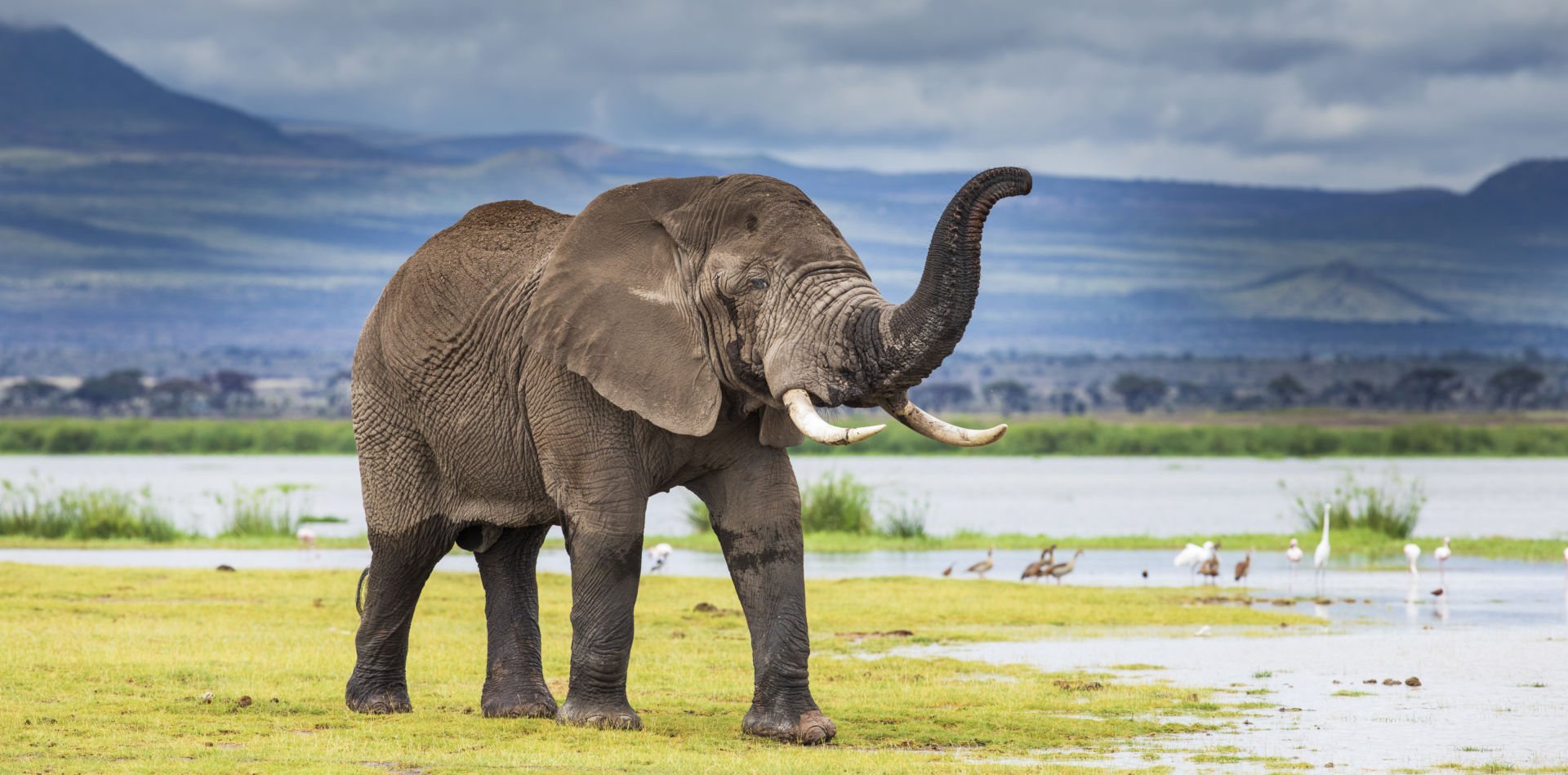 Donate now and you could help save African elephants