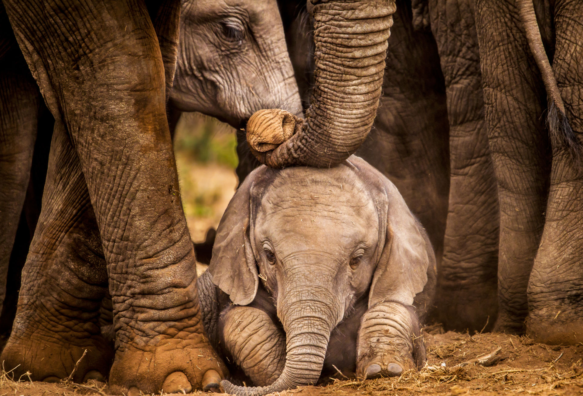 African Elephant, Species