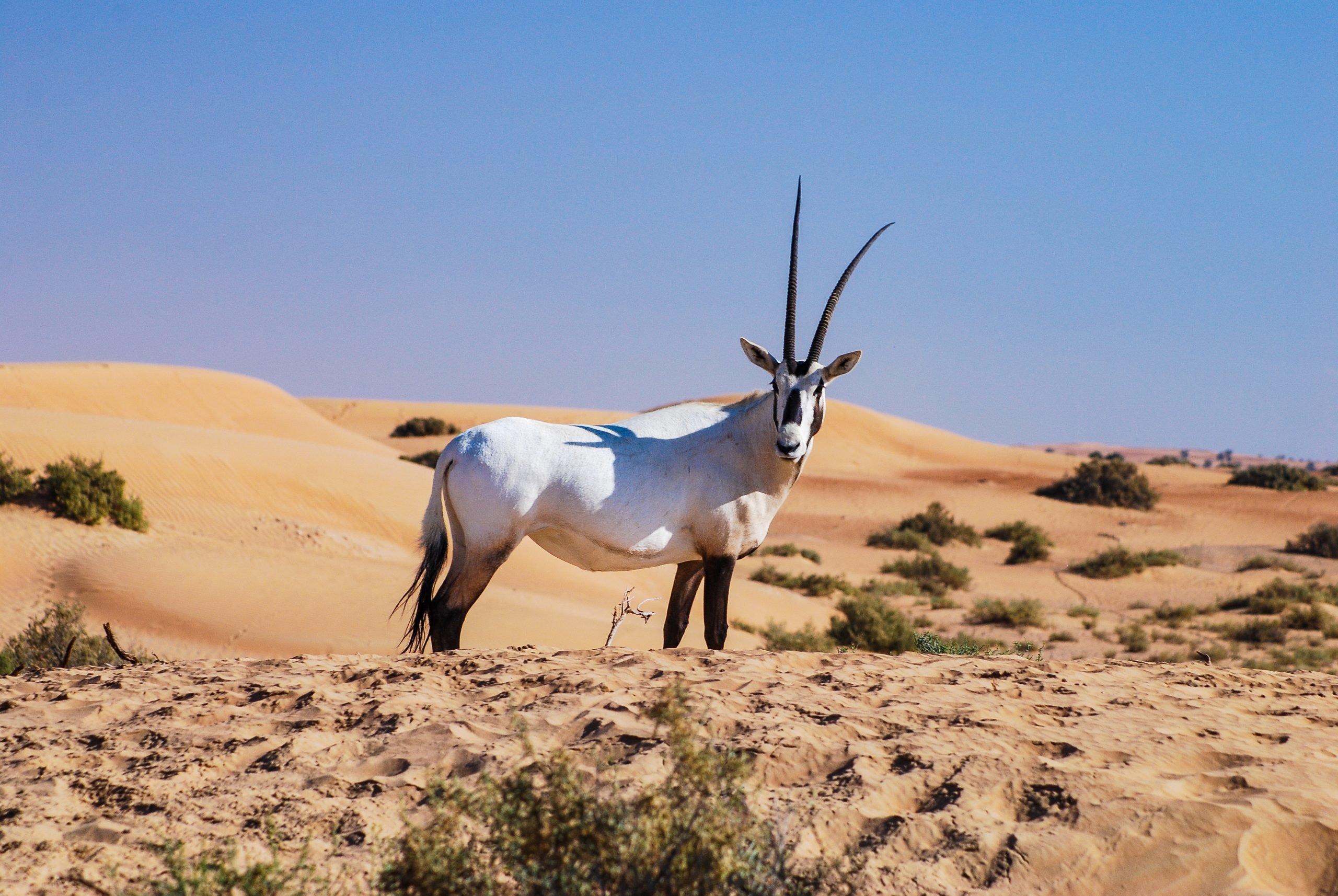 Arabian oryx facts
