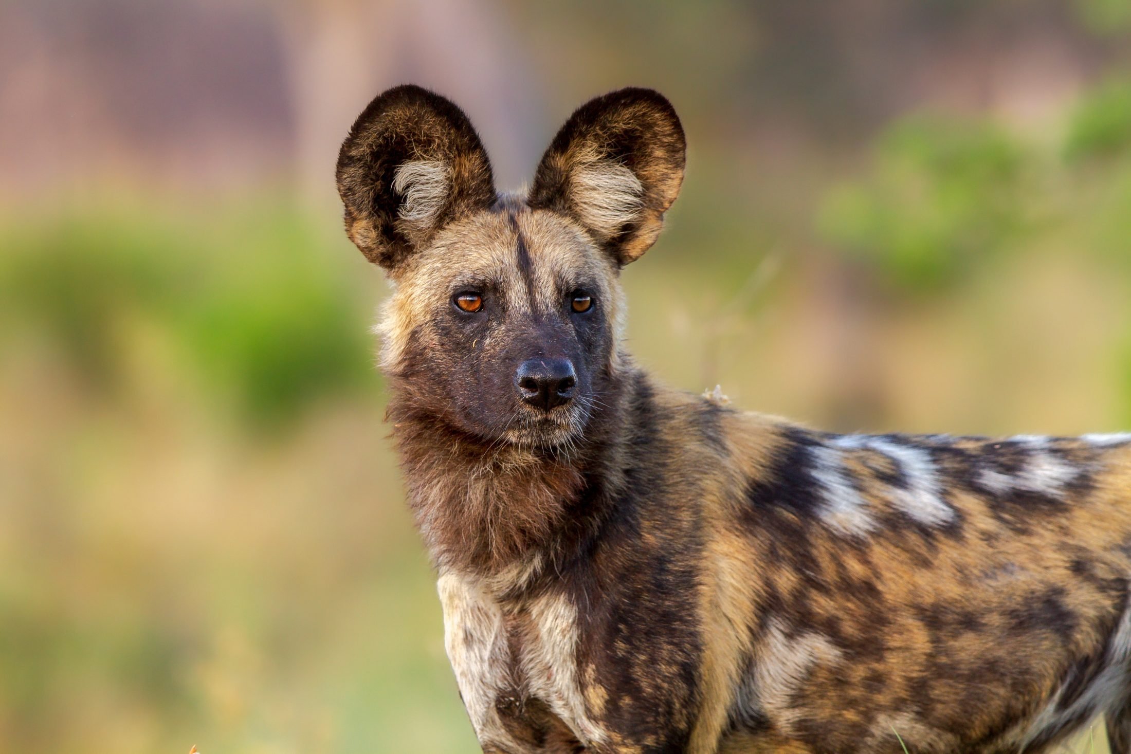 African wild dog facts