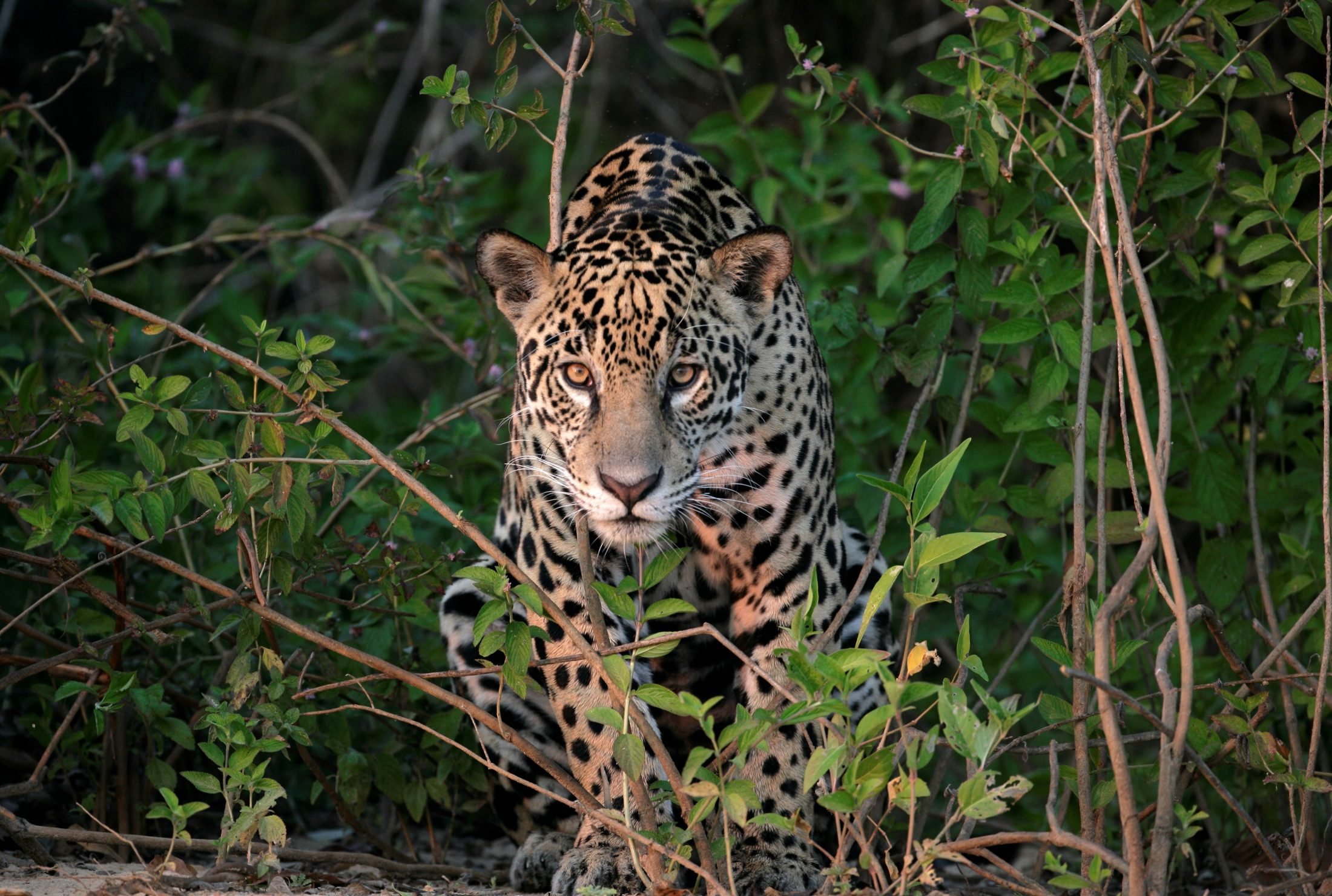 Jaguar, facts and photos