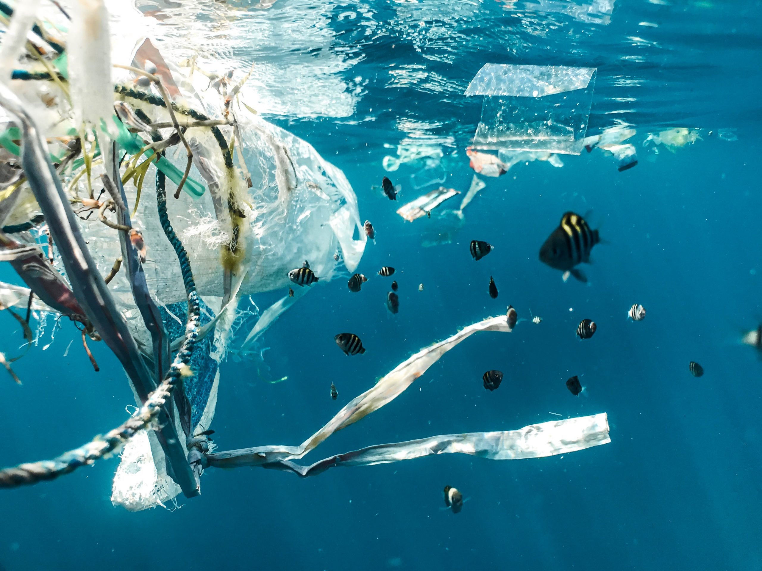 Plastic underwater pollution problem. Sea Turtle eating discarded